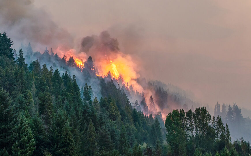 Incendios: el Pueblo y la naturaleza,…